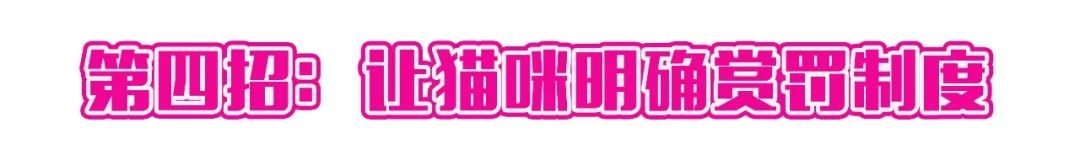 看猫咪如何对狗狗大打出手,猫狗大战猫咪