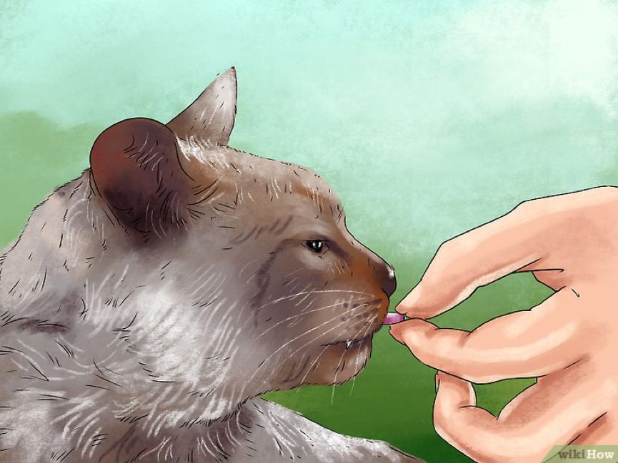 看猫咪如何对狗狗大打出手,猫狗大战猫咪