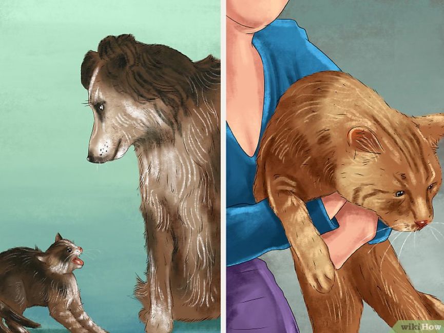 看猫咪如何对狗狗大打出手,猫狗大战猫咪