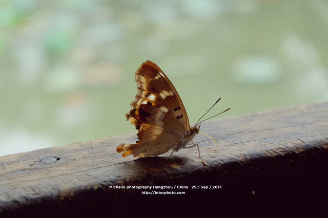 原生态风貌的西溪湿地公园