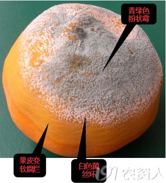 柑橘采收后用保鲜袋怎样保鲜,柑橘采摘后保鲜技术