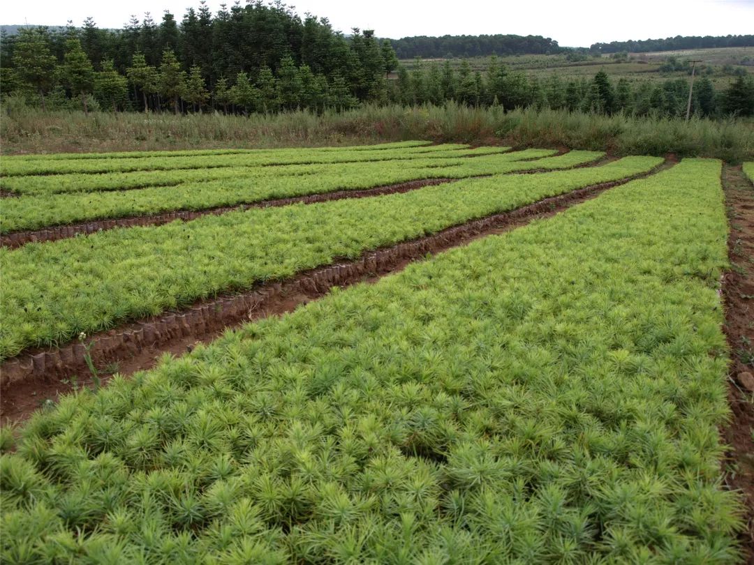 省级康养旅游示范区,会东县国家旅游度假区