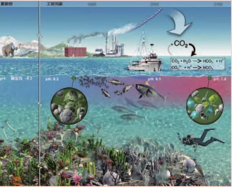酸化的海洋是一把软刀子