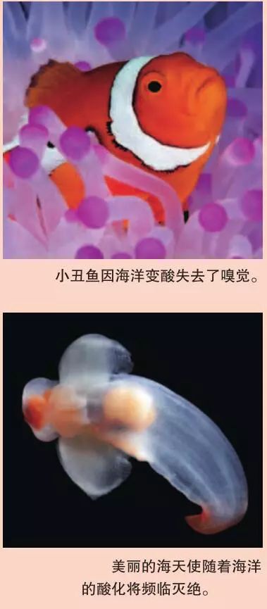 酸化的海洋是一把软刀子