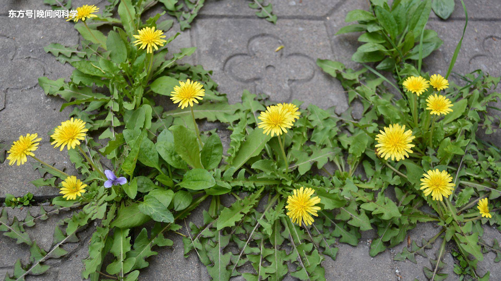 蒲公英为什么会飞实验,蒲公英为什么能够飞