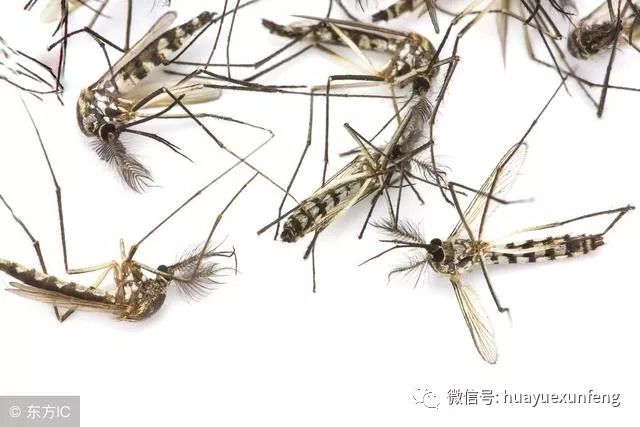 11则寓言故事,小故事中大道理,收藏起来讲给孩子听,受益一辈子