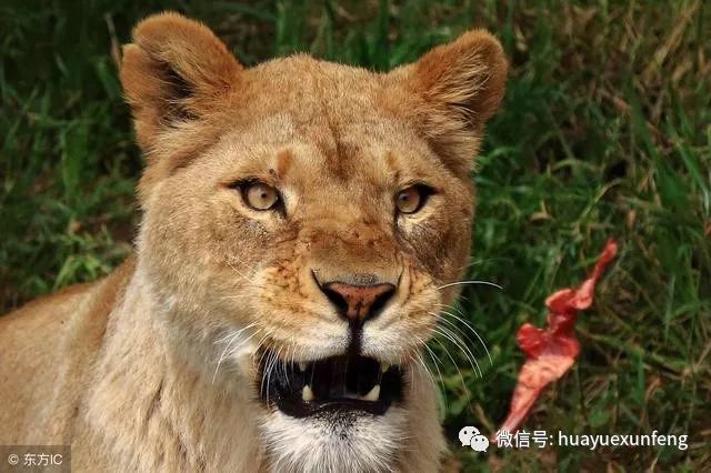 11则寓言故事,小故事中大道理,收藏起来讲给孩子听,受益一辈子