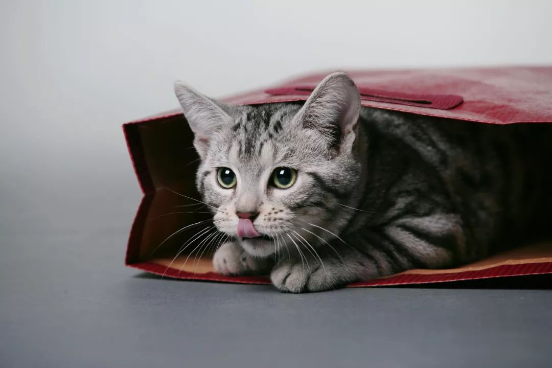 如何选好一只孟加拉豹猫,孟加拉豹猫不建议养吗视频