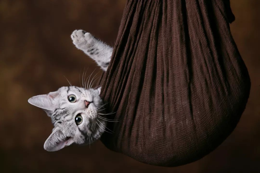 如何选好一只孟加拉豹猫,孟加拉豹猫不建议养吗视频