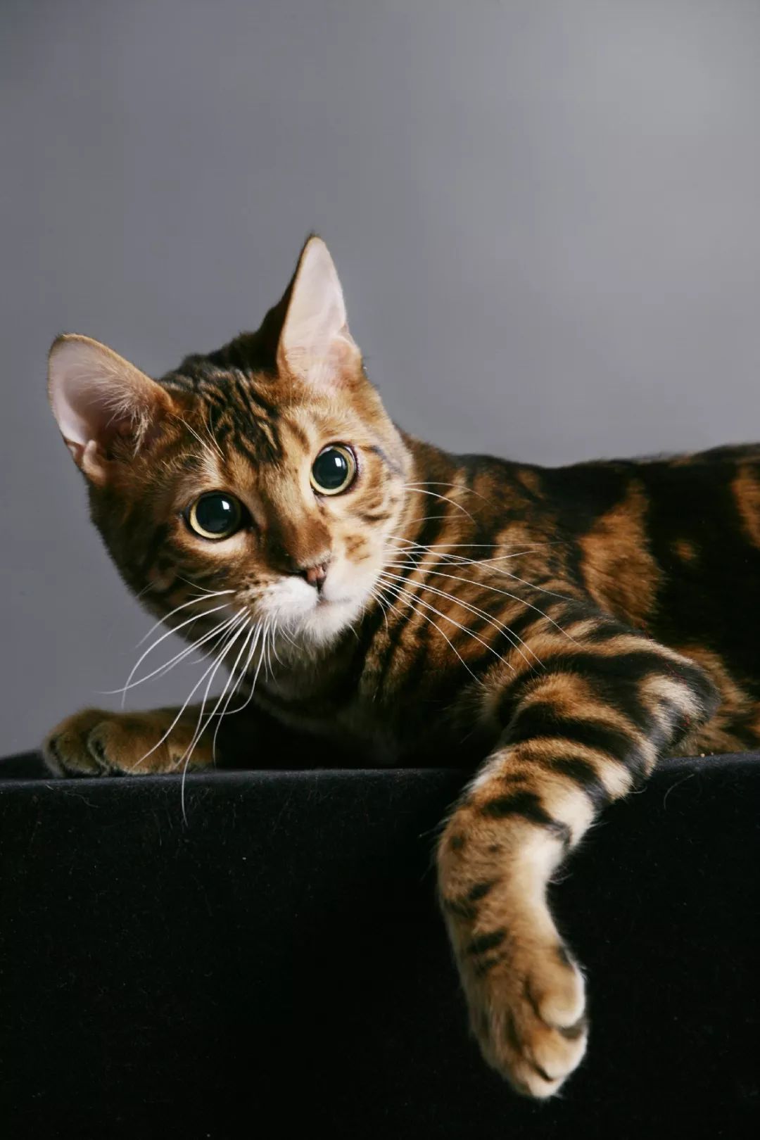 如何选好一只孟加拉豹猫,孟加拉豹猫不建议养吗视频