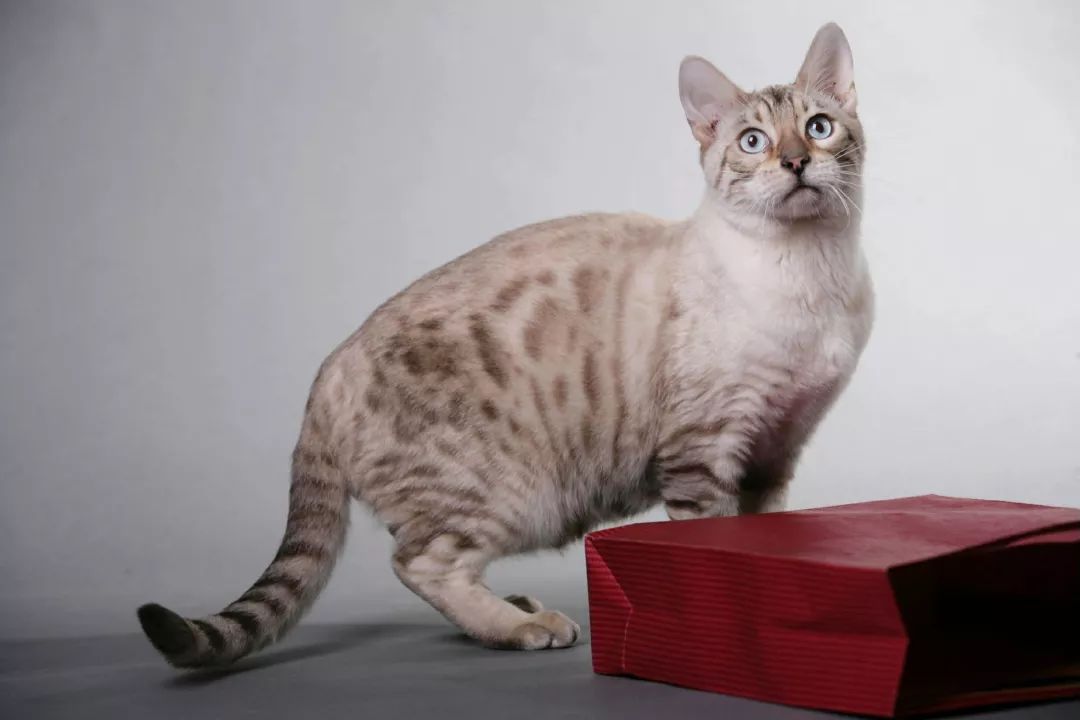 如何选好一只孟加拉豹猫,孟加拉豹猫不建议养吗视频