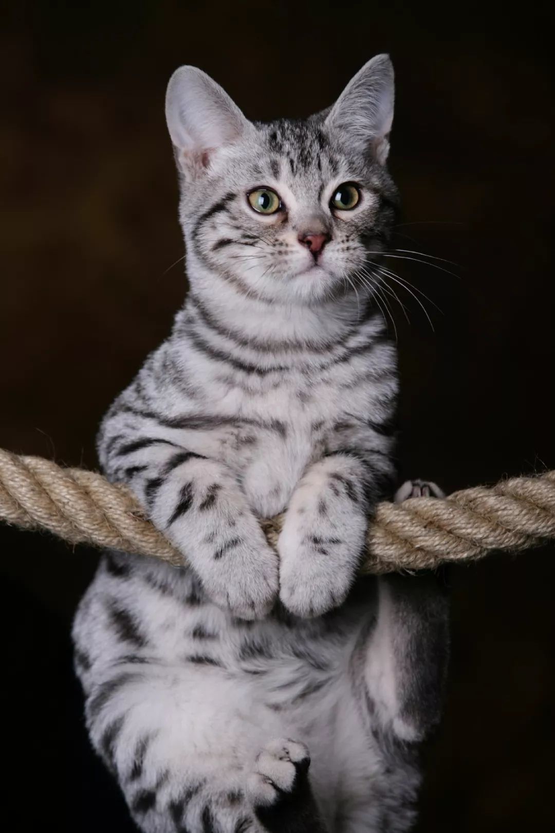 如何选好一只孟加拉豹猫,孟加拉豹猫不建议养吗视频