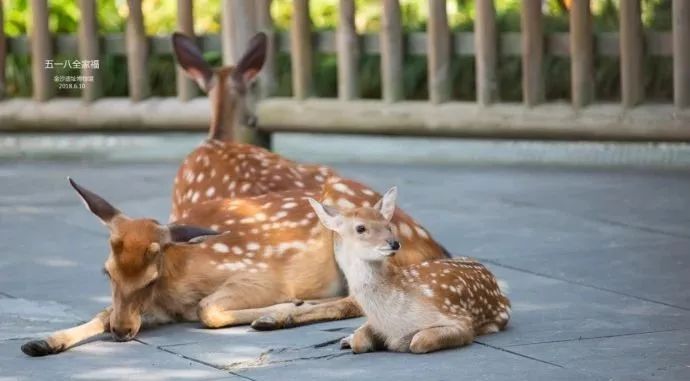 腊梅花的香味沁人心脾,腊梅花开香味扑鼻
