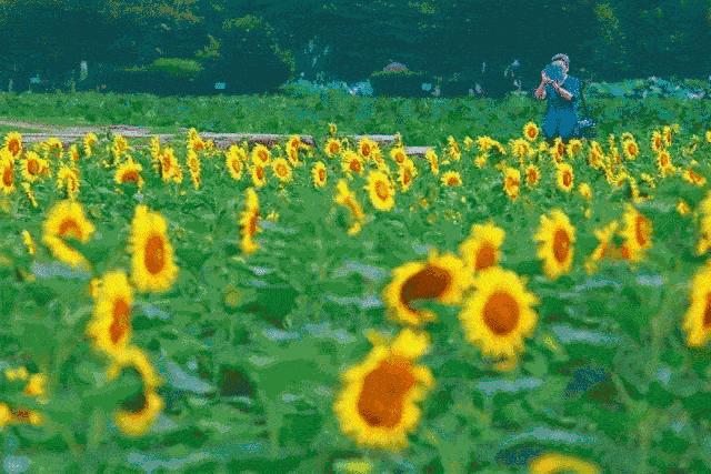 惊艳！花仙子这片向日葵花海盛情绽放！你去看了吗？