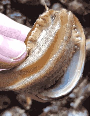 渔家女揭露海鲜市场黑幕,渔家女直播回放