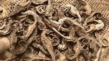 渔家女揭露海鲜市场黑幕,渔家女直播回放