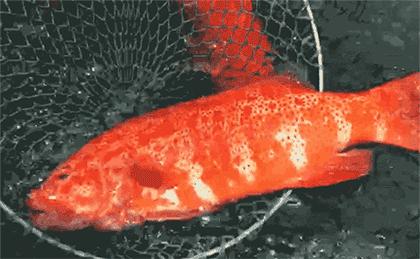 渔家女揭露海鲜市场黑幕,渔家女直播回放