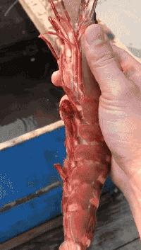 渔家女揭露海鲜市场黑幕,渔家女直播回放