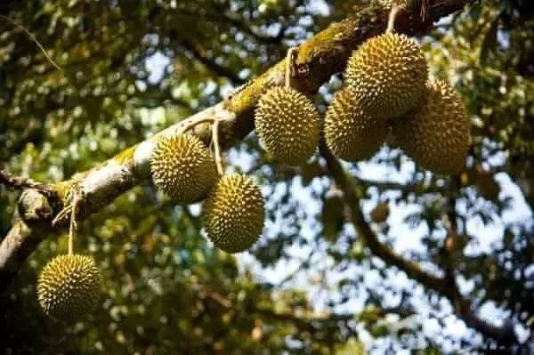 爆浆榴莲香甜可口,广州天河爆浆榴莲