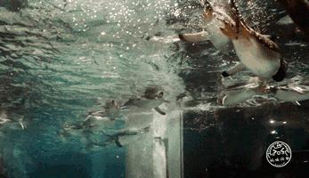 四川居然有一片蓝色海洋,成都蓝色海洋