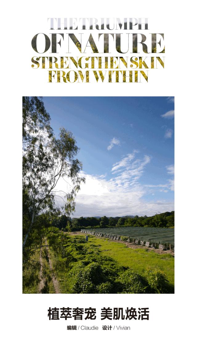 传奇阿尔卑斯金花：植萃奢宠美肌焕活