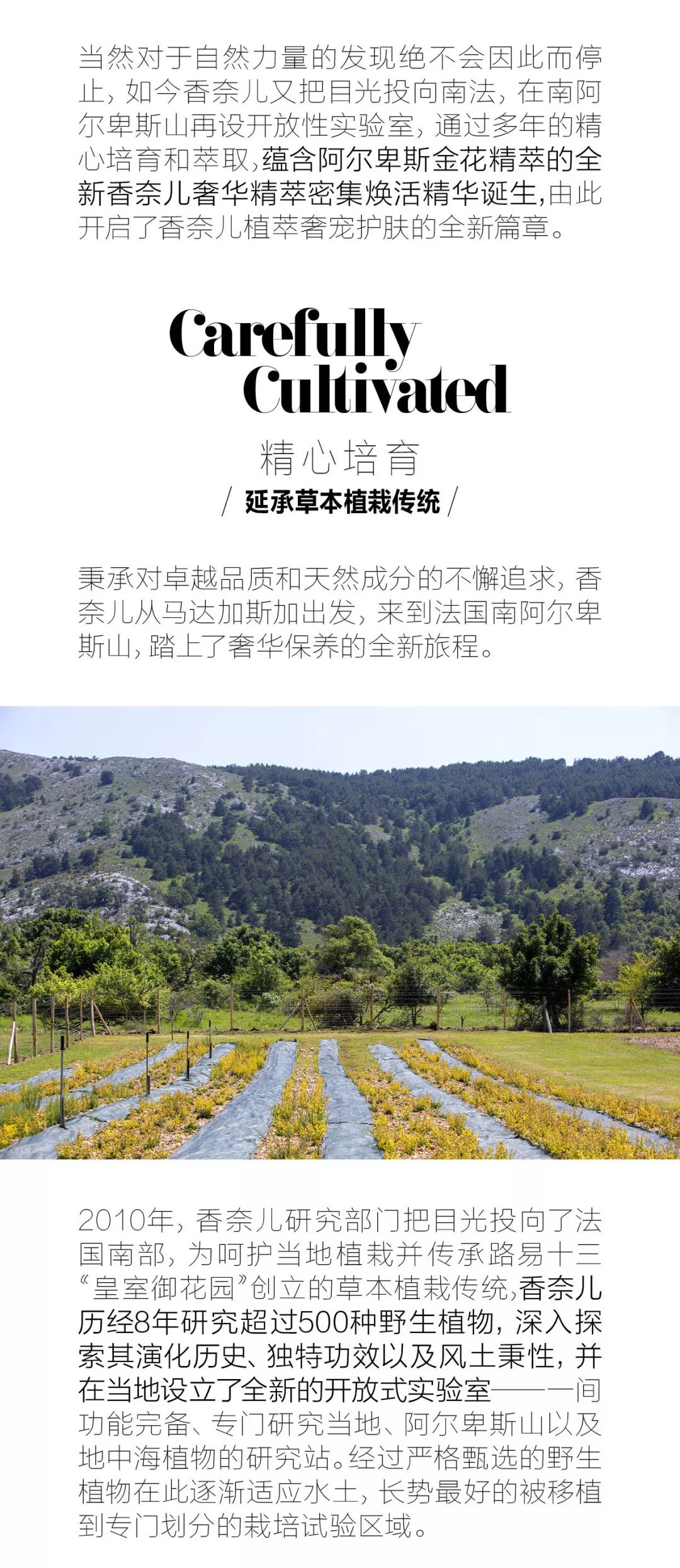 传奇阿尔卑斯金花：植萃奢宠美肌焕活