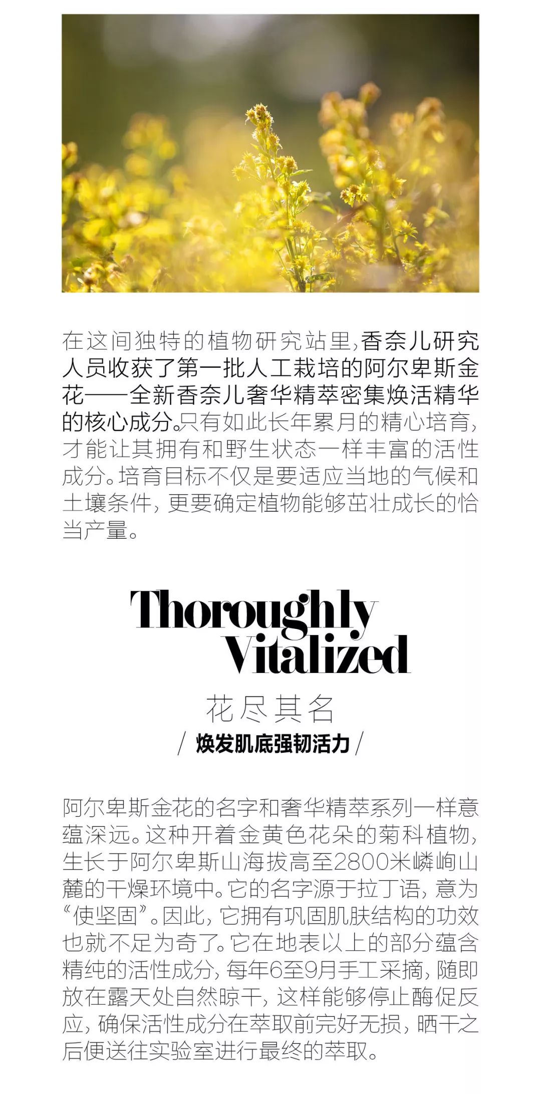 传奇阿尔卑斯金花：植萃奢宠美肌焕活