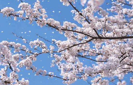 重庆永川适合宜居吗,重庆永川片区未来前景