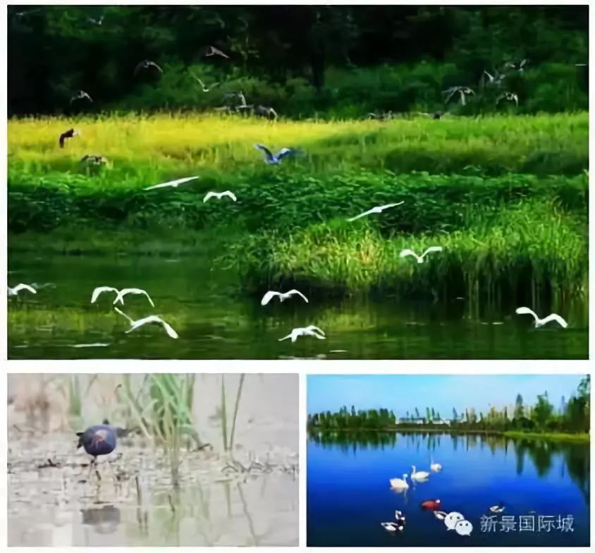 厦门翔安附近免费的湿地公园,翔安这边公园