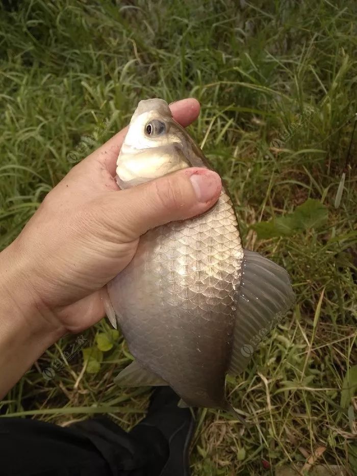 瑶柱钓鱼真实效果,干瑶柱钓鱼怎么样