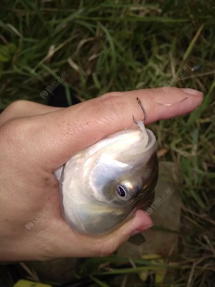 瑶柱钓鱼真实效果,干瑶柱钓鱼怎么样