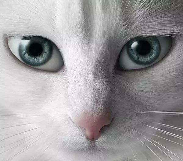 猫咪眼睛怎么治疗最好,猫咪眼睛的疾病怎么治疗