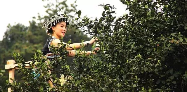 出口欧洲茶叶公司,出口欧盟茶企业