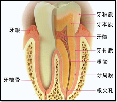 牙根尖折断的处理,军医大学修复骨缺损
