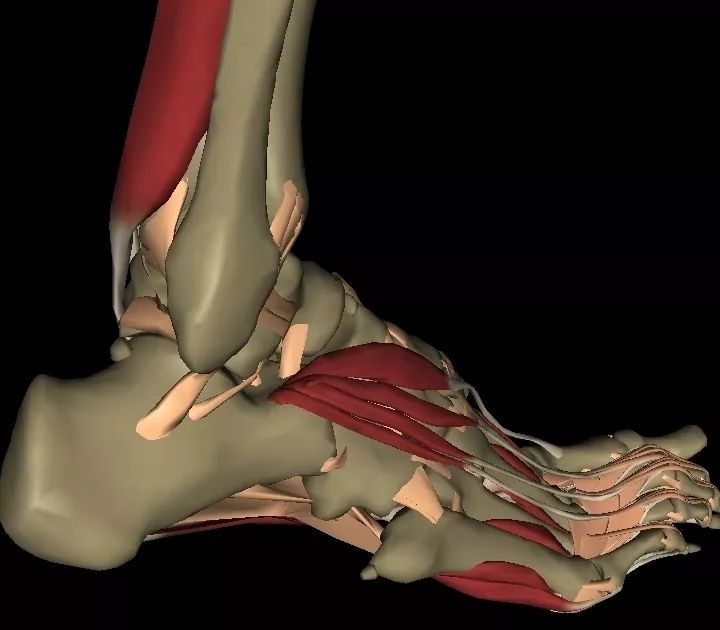 崴脚锻炼是热敷前还是热敷后,冰敷还是热敷可以化解淤血