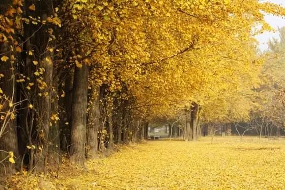 西溪湿地免费区域从哪儿进,西溪湿地免费区域地图