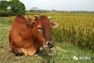 牛卧倒不起来是什么病,牛起卧不安怎么办