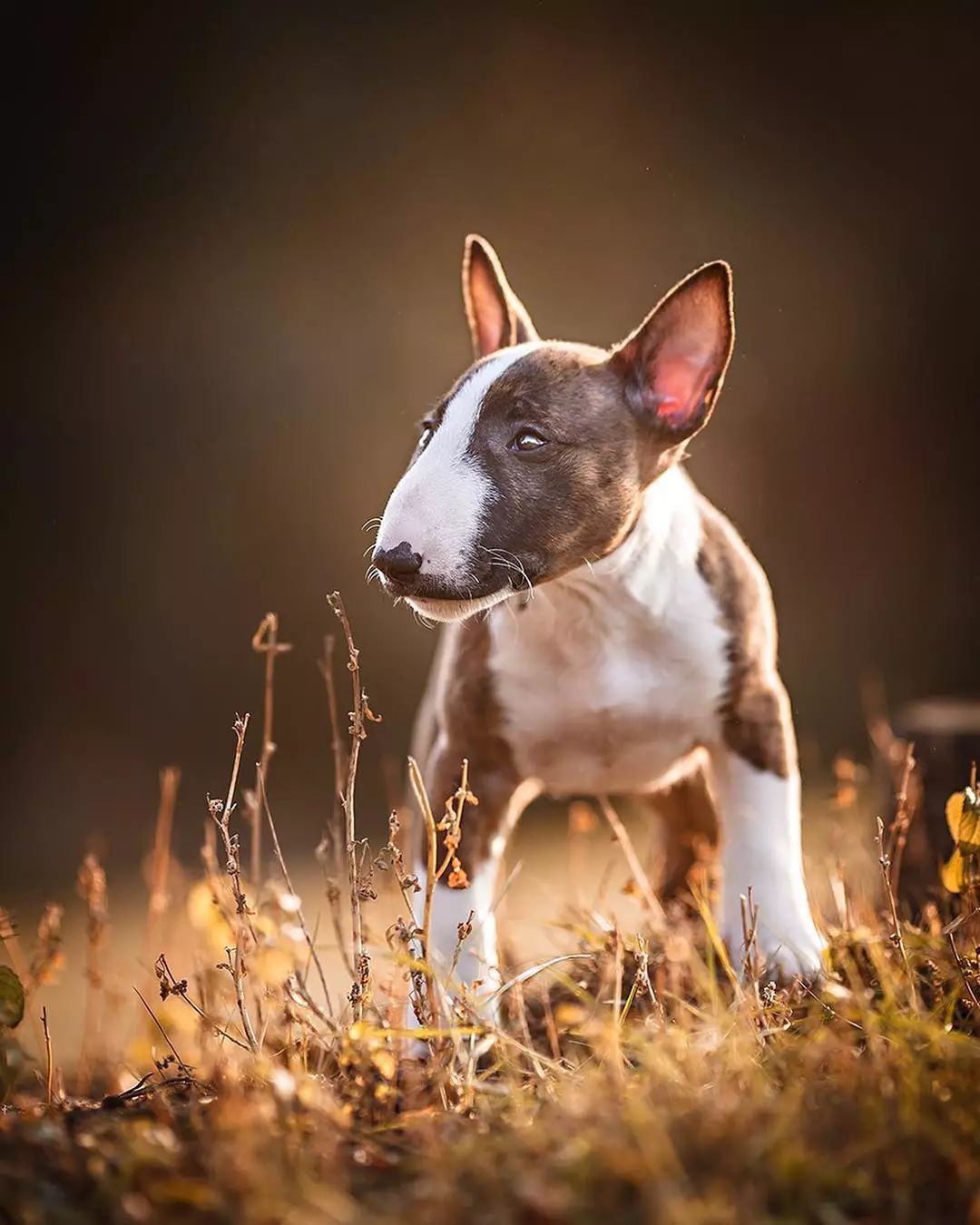 五个月的牛头梗好养吗,牛头梗这么丑为什么还有人养