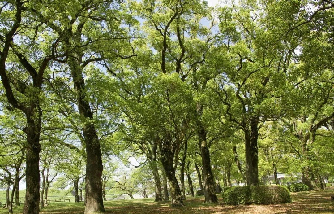 变态的日本人家居必备产品，不到两元钱就可以告别衣物发霉和蚊虫！可以用一辈子！