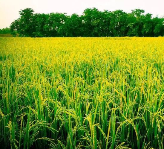 天津津南小站话,天津话讲天津故事