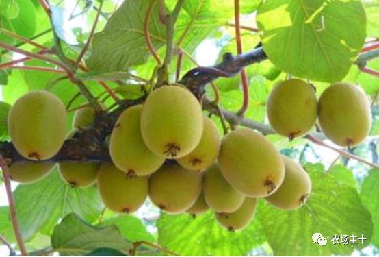 有机认证的好处,有机果蔬认证