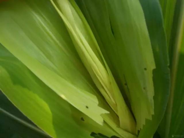 玉米叶片有黄点咋治,玉米叶片有黄色的小点怎么回事