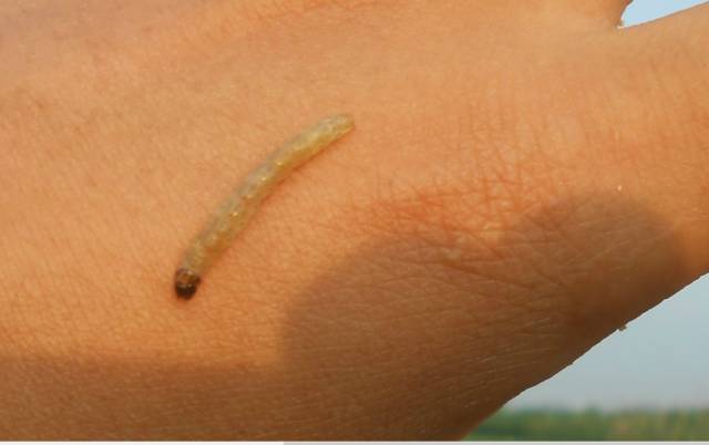 玉米叶片有黄点咋治,玉米叶片有黄色的小点怎么回事