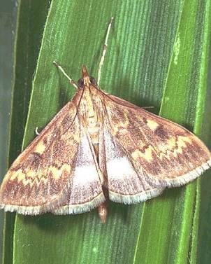 玉米叶片有黄点咋治,玉米叶片有黄色的小点怎么回事