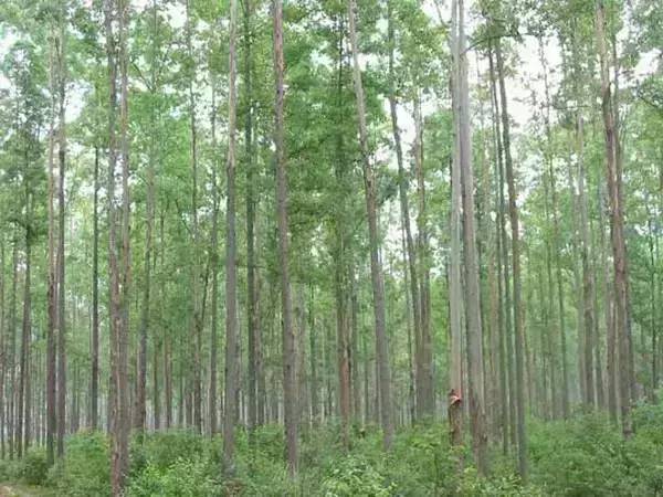 植物界中的世界之最,植物界的吉尼斯阅读题