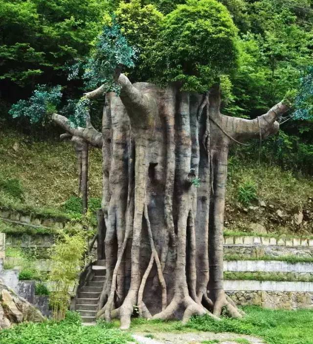 植物界中的世界之最,植物界的吉尼斯阅读题