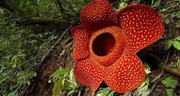 植物界中的世界之最,植物界的吉尼斯阅读题