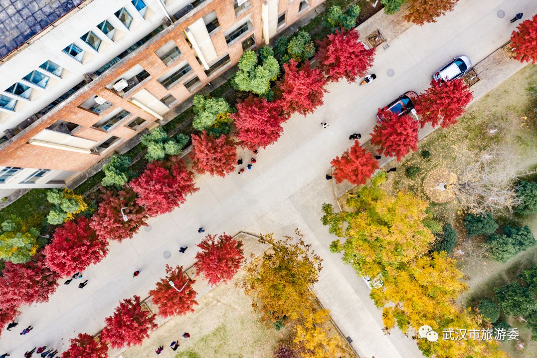 红叶最佳旅游地点武汉,武汉看红叶最好的地方