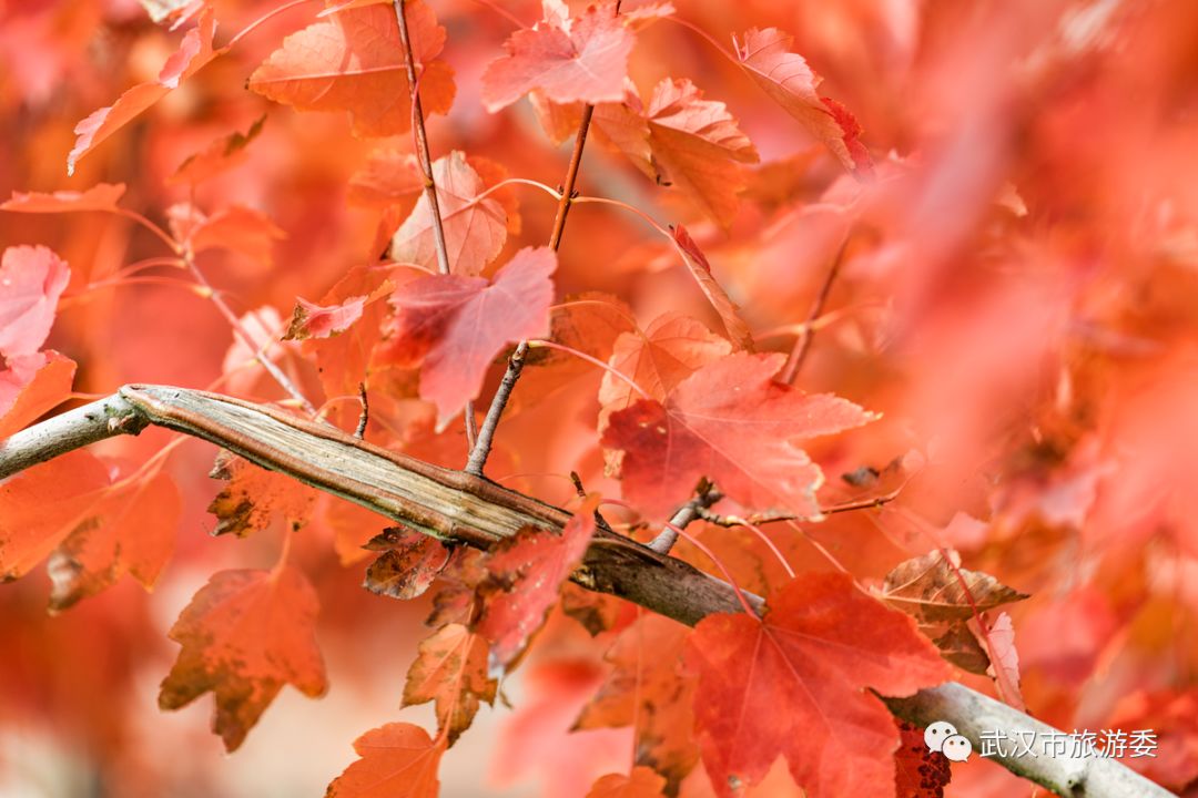 红叶最佳旅游地点武汉,武汉看红叶最好的地方