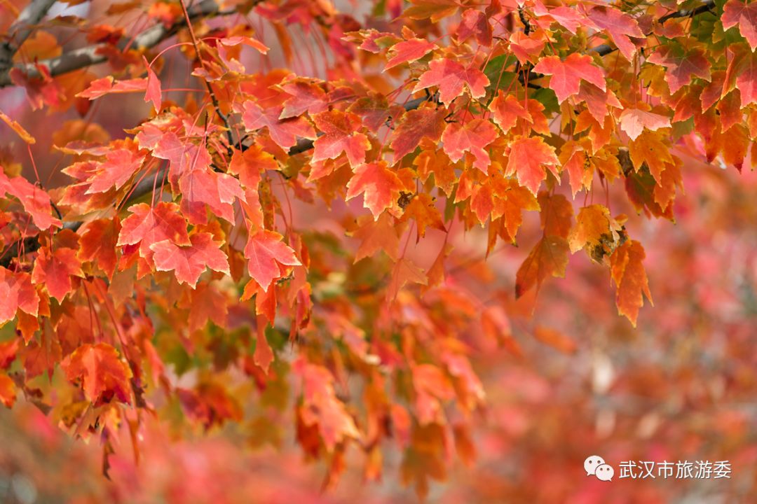 红叶最佳旅游地点武汉,武汉看红叶最好的地方
